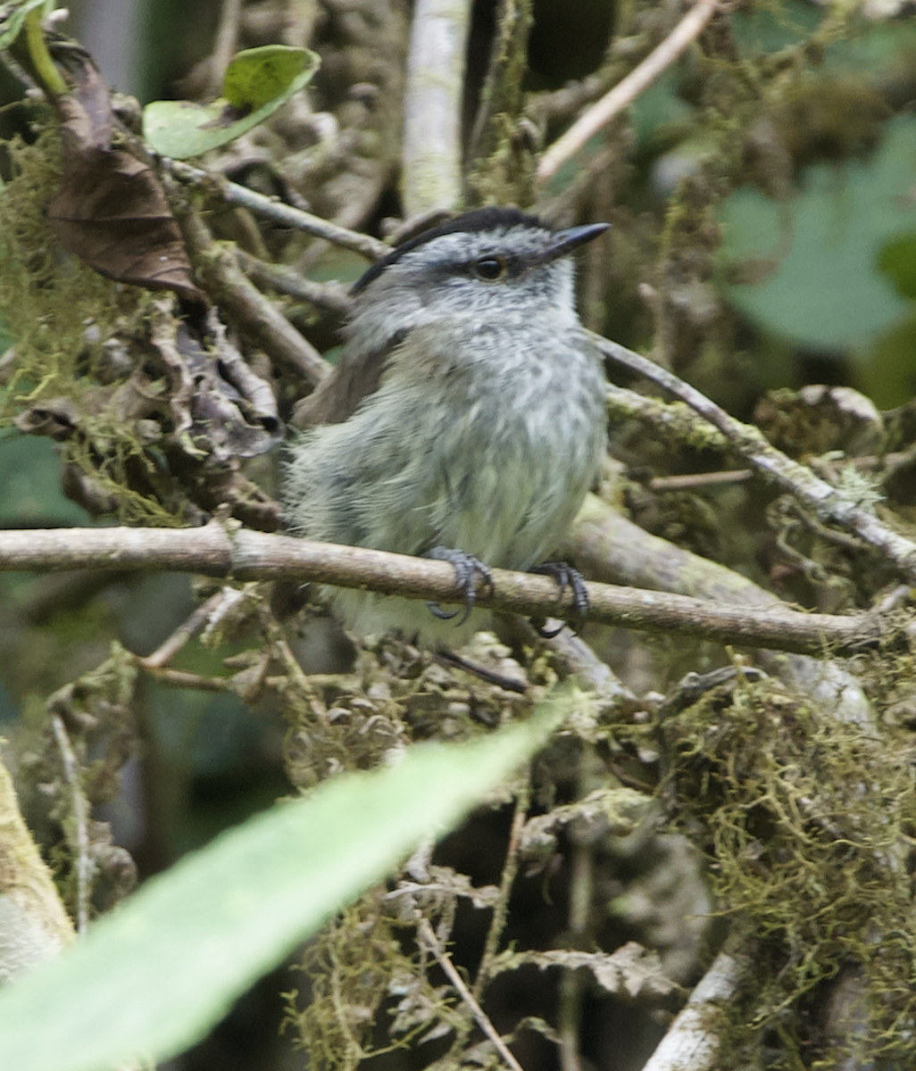 Çizgisiz Tiranulet - ML645163199