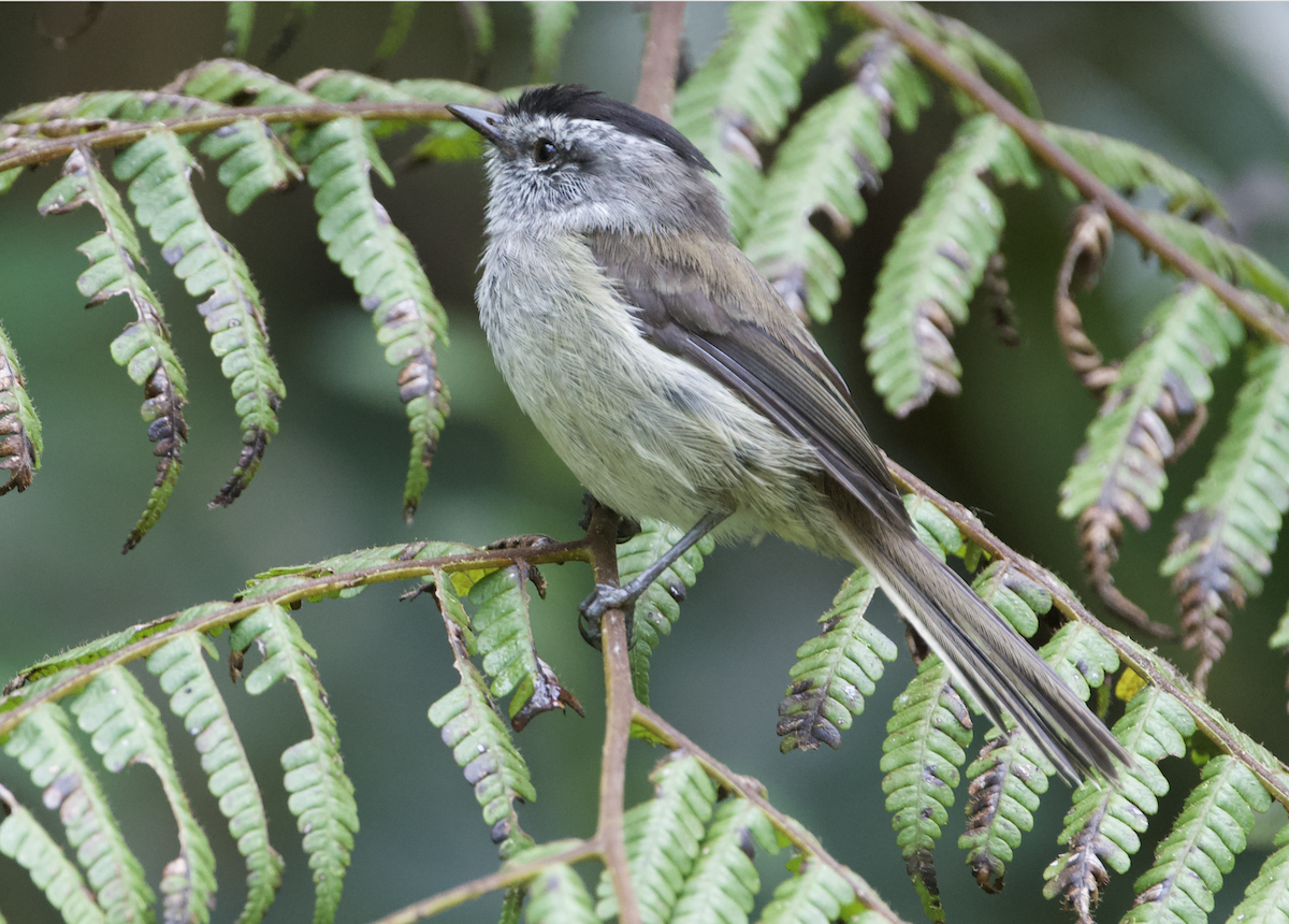 Çizgisiz Tiranulet - ML645163200