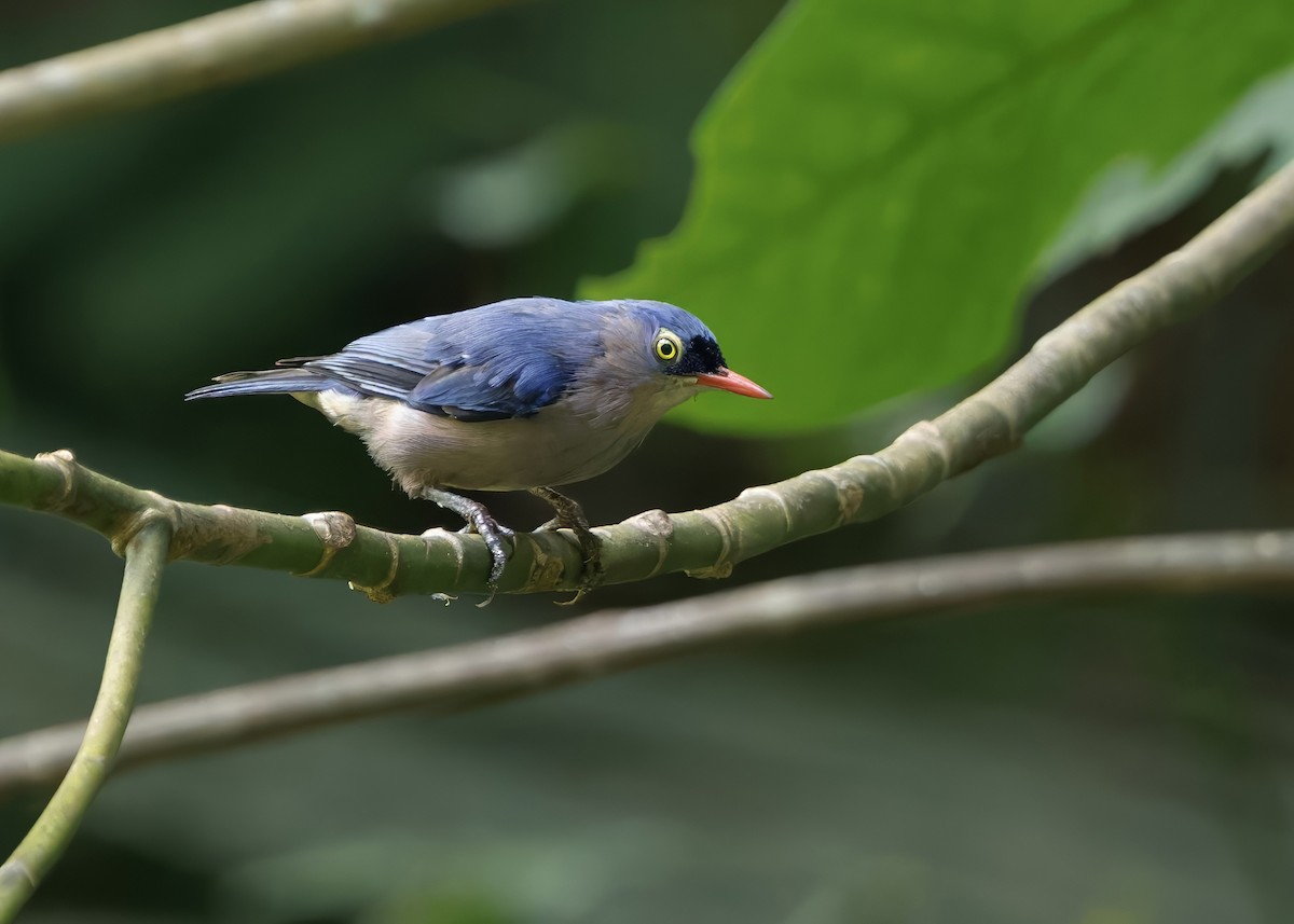 Velvet-fronted Nuthatch - ML645163201