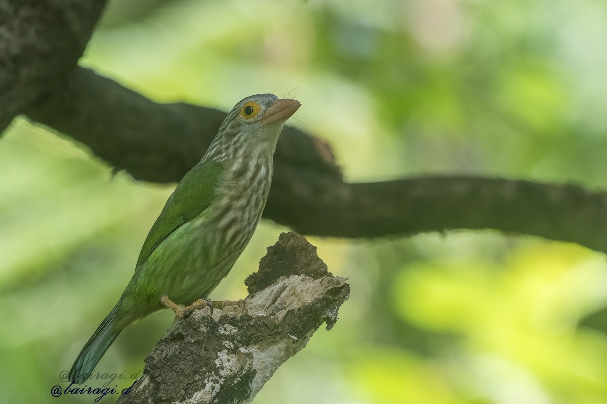 シロボシオオゴシキドリ - ML645163214