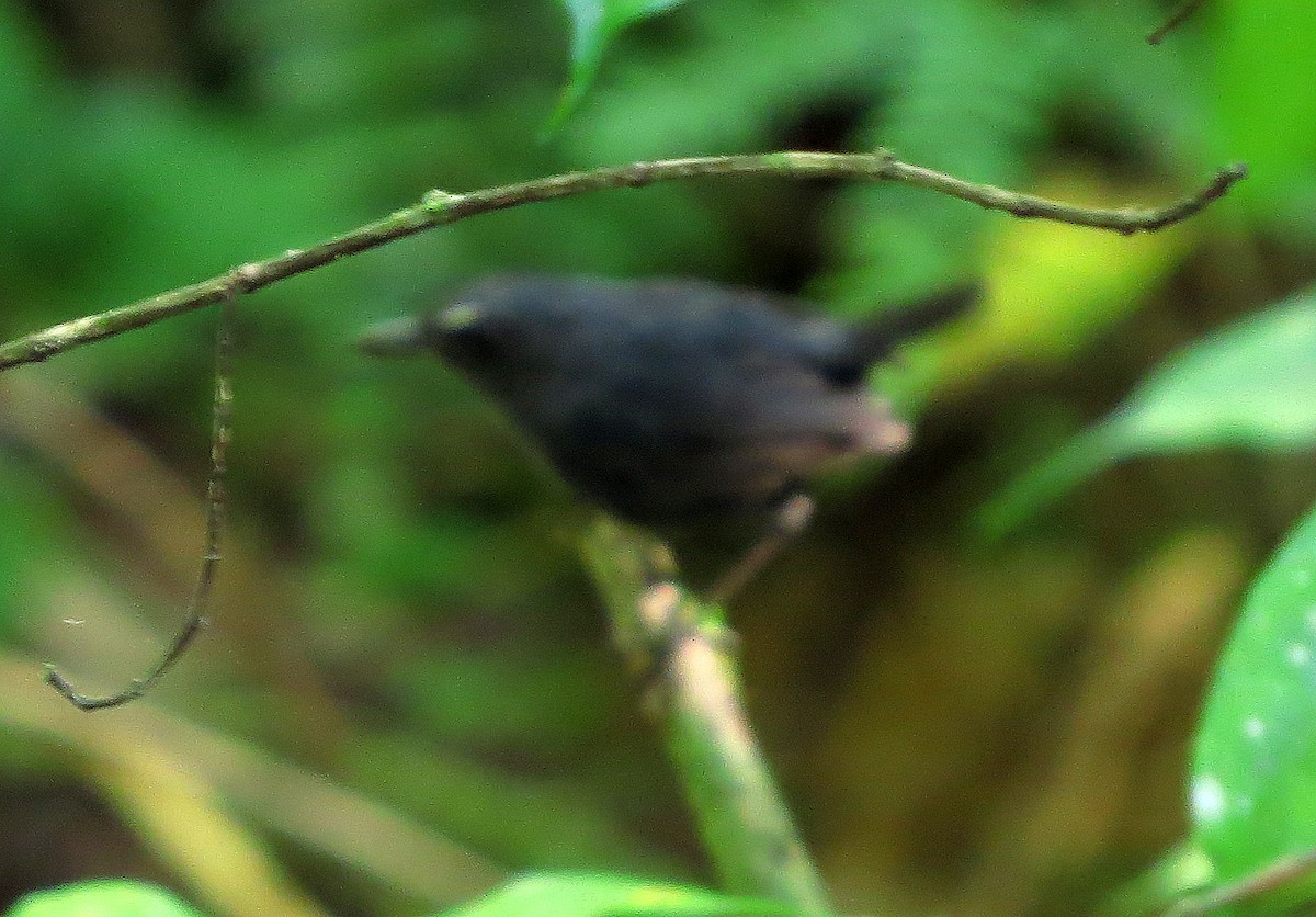 Lesser Shortwing - ML645163224