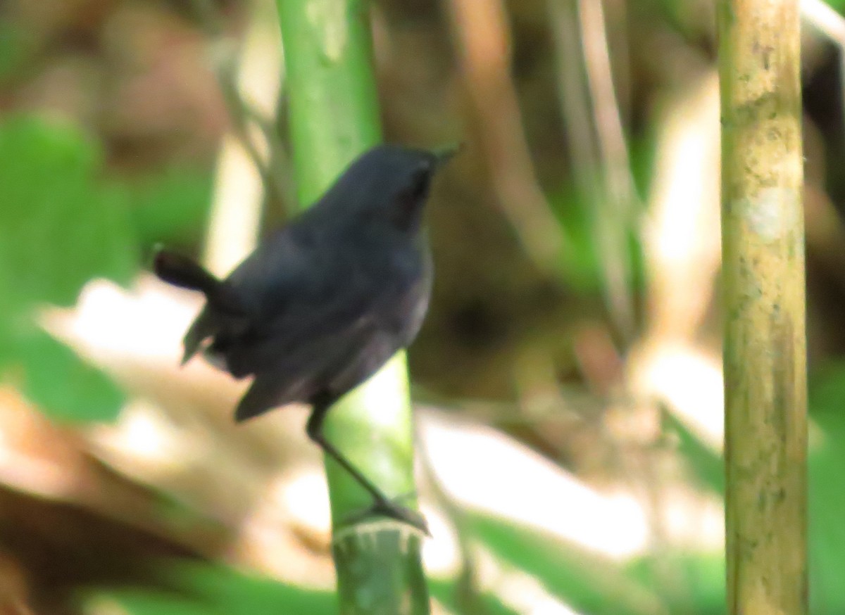 Lesser Shortwing - ML645163225