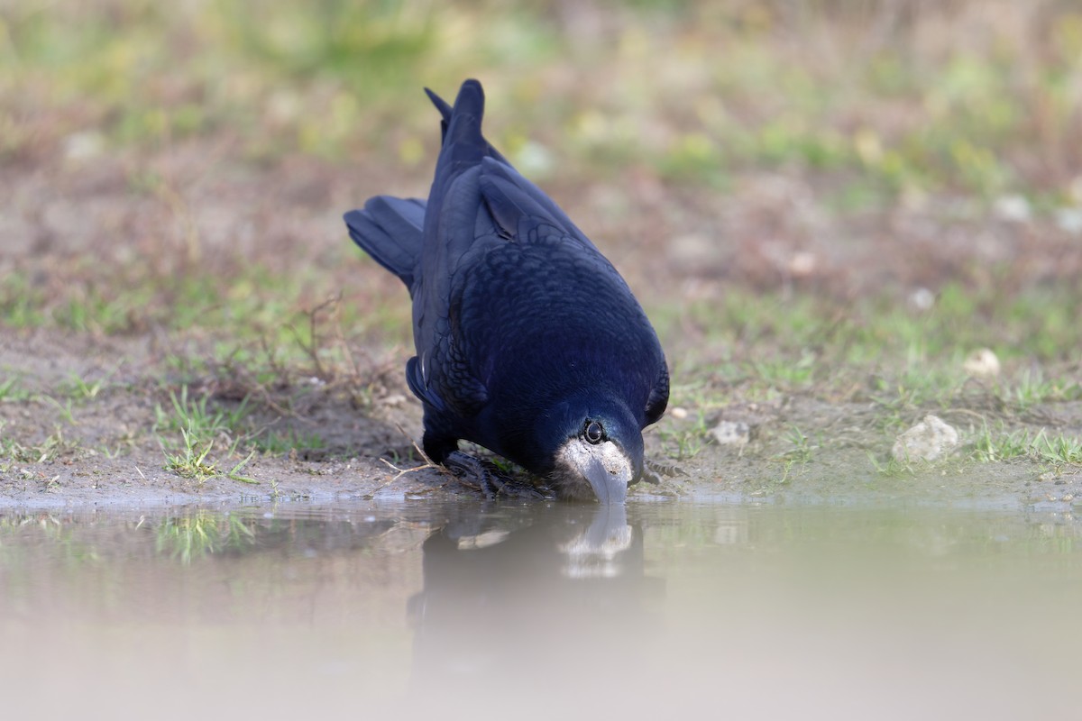 Ekin Kargası - ML645163244