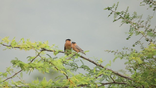 Brahminy Starling - ML645163260
