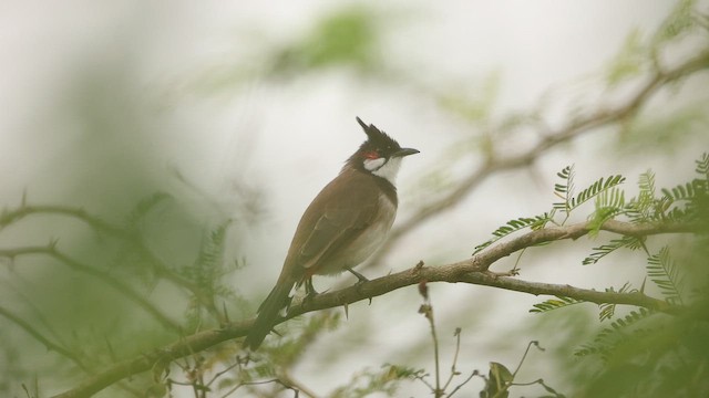 Red-whiskered Bulbul - ML645163271