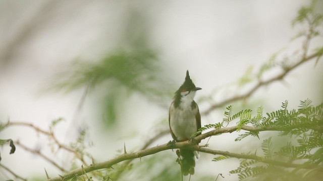 Red-whiskered Bulbul - ML645163285