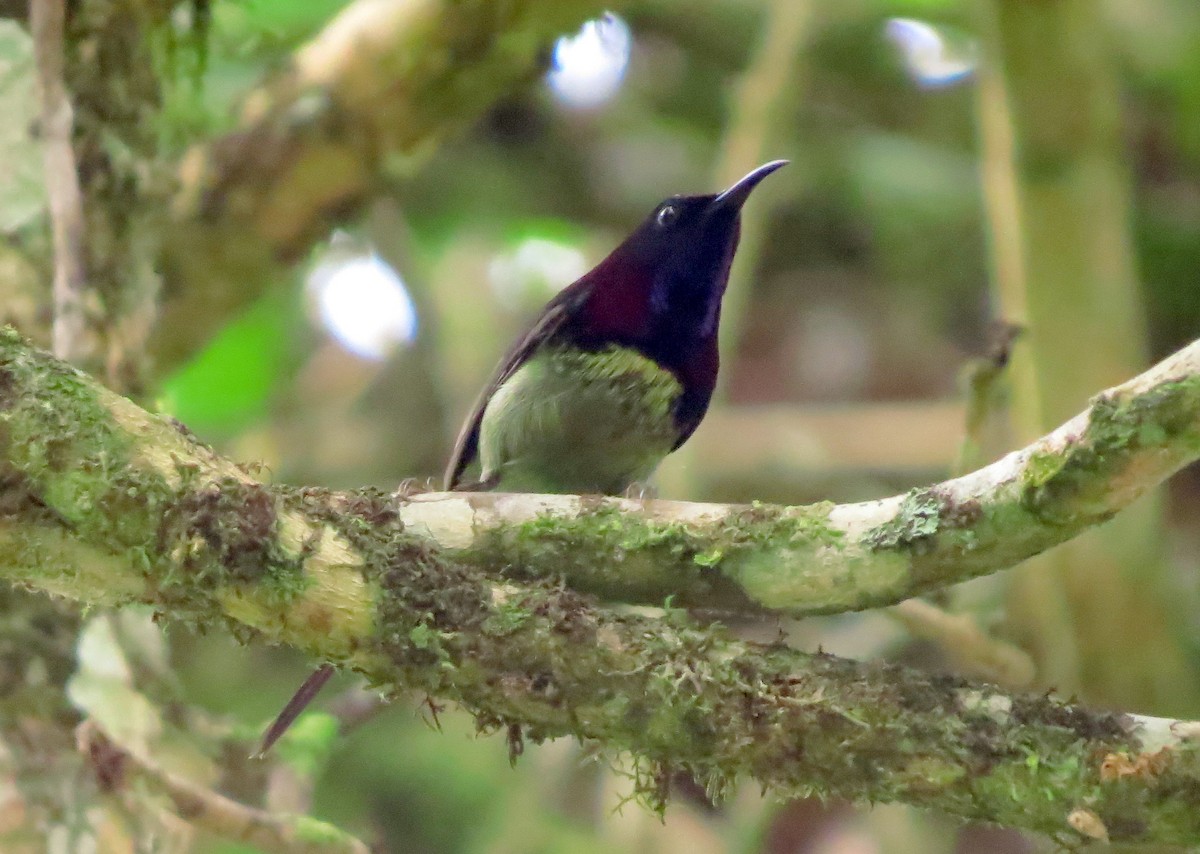 Black-throated Sunbird - ML645163288