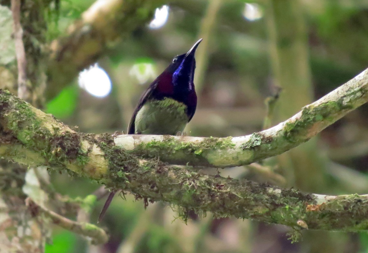 Black-throated Sunbird - ML645163289