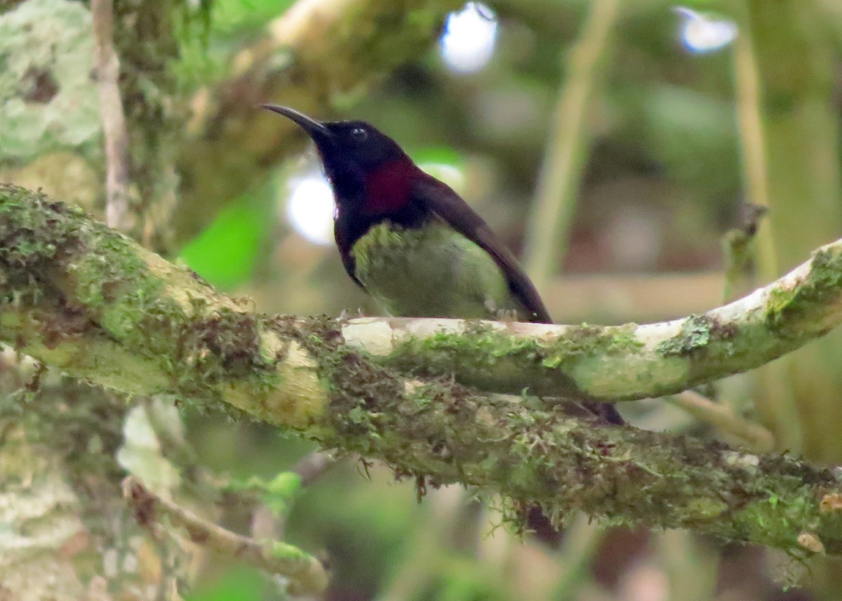 Black-throated Sunbird - ML645163291