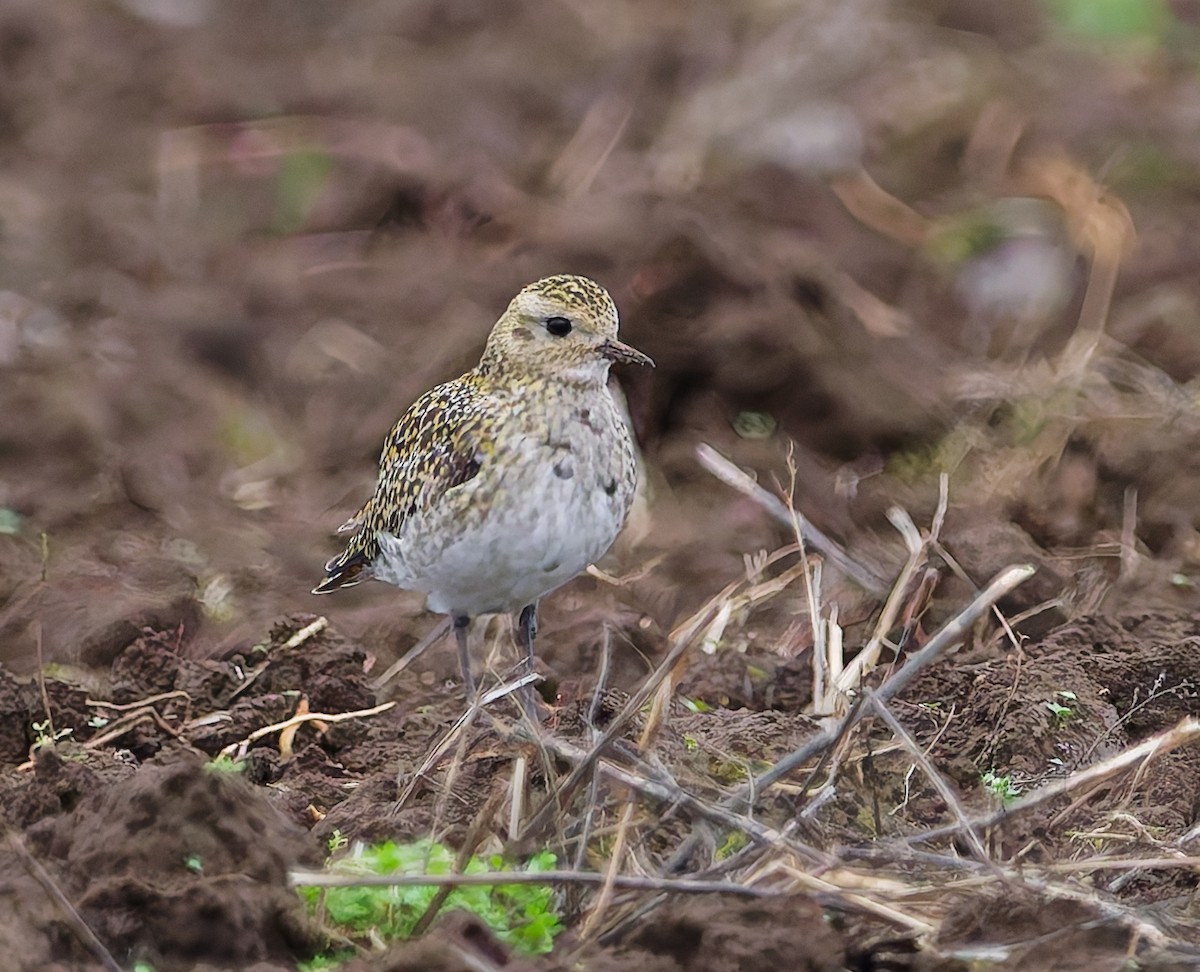 European Golden-Plover - ML645163296
