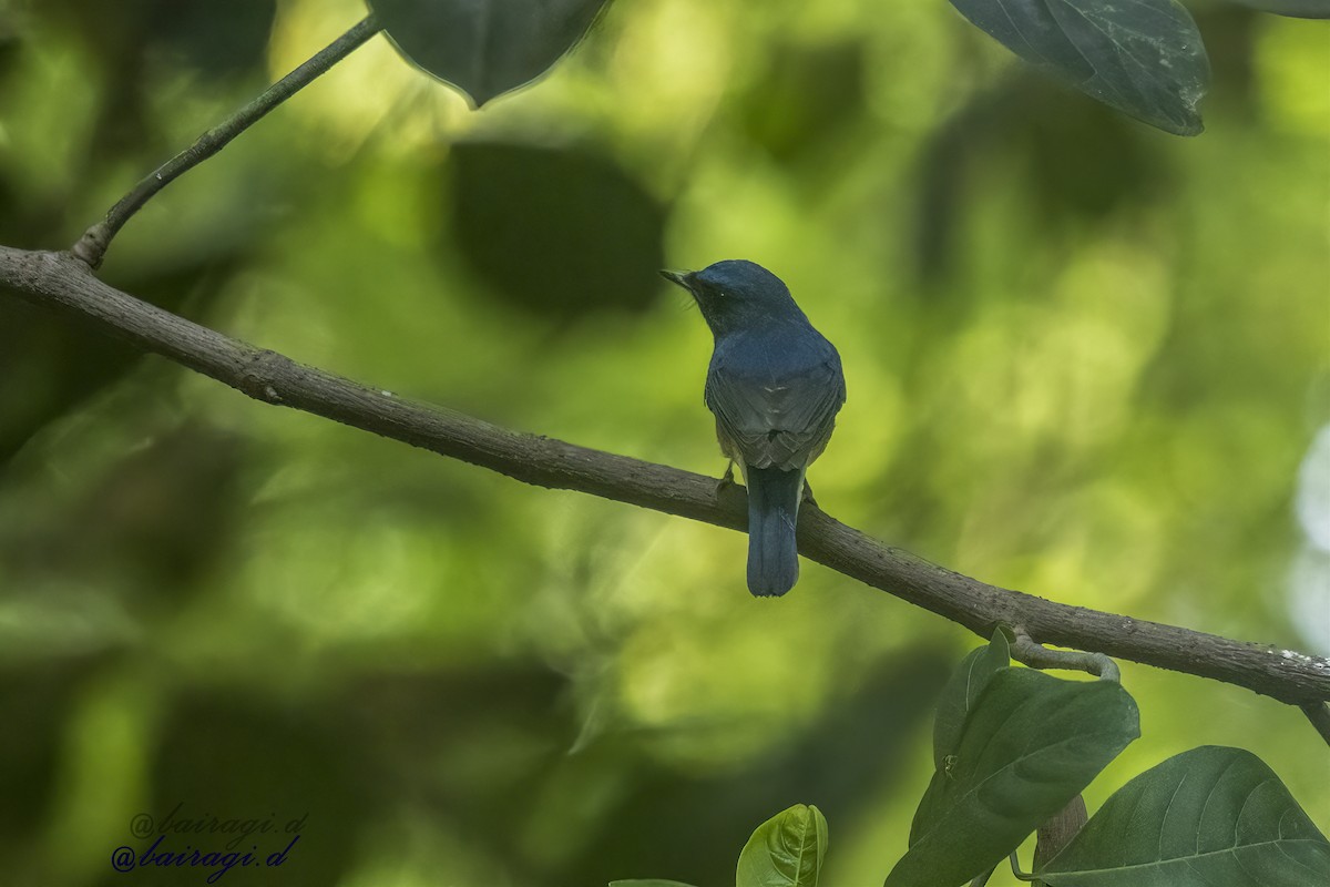 Blue-throated Flycatcher - ML645163319