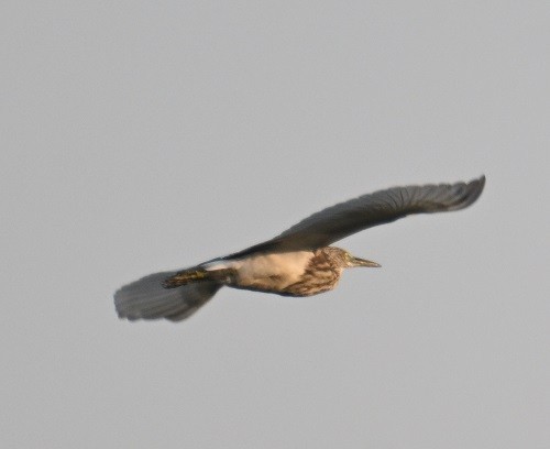 Индийская прудовая цапля - ML645163334