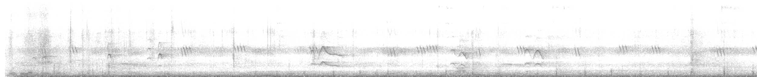 נץ הים הכספי - ML645163361