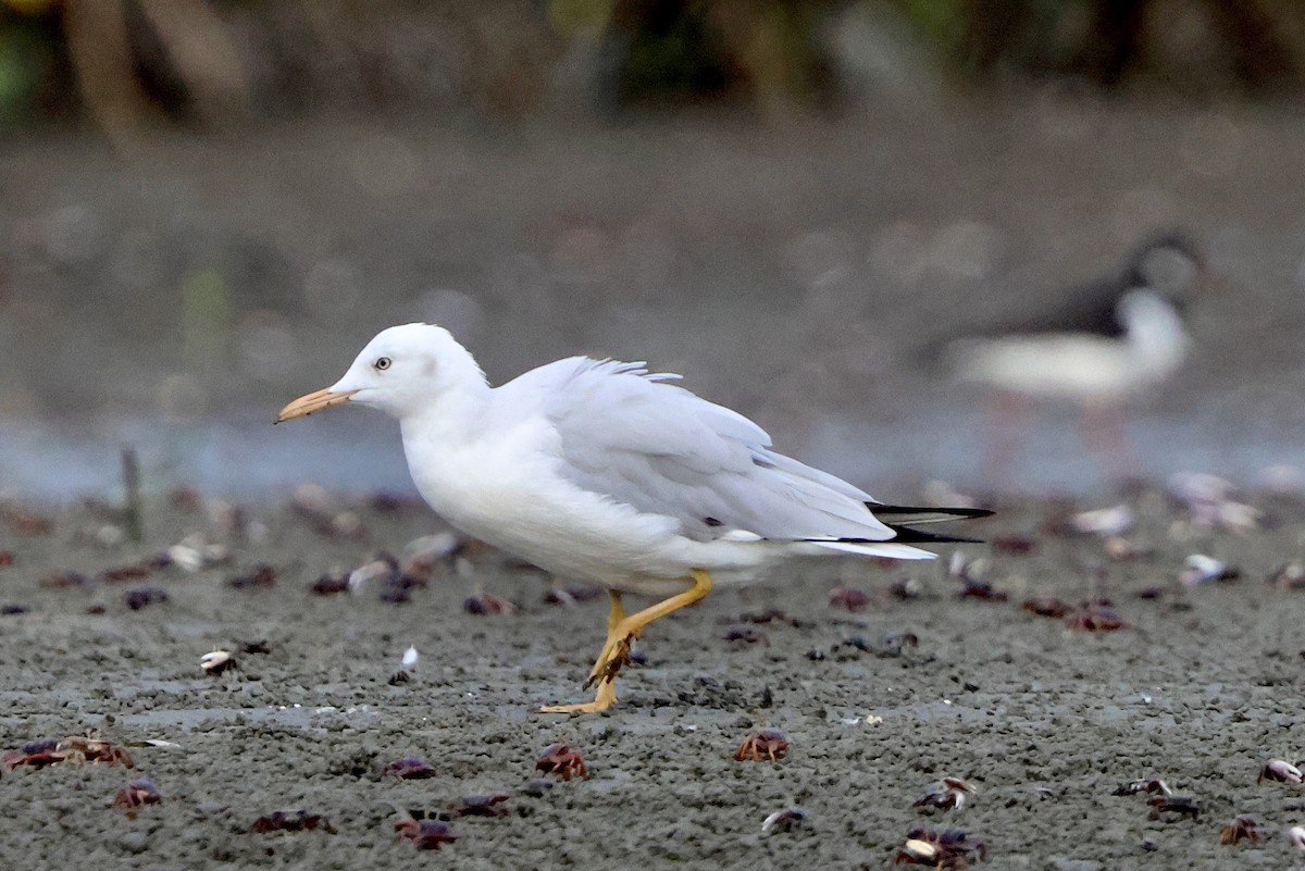 Slender-billed Gull - ML645163374