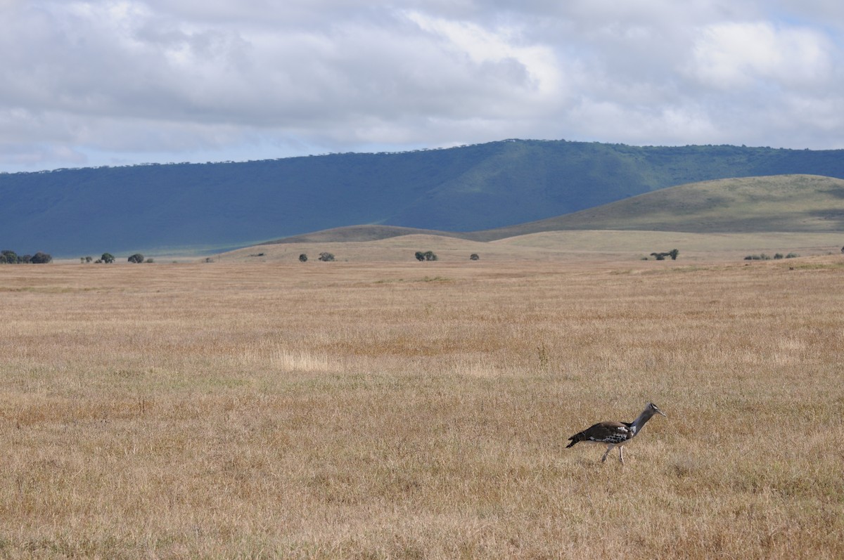 Kori Toyu - ML645163385