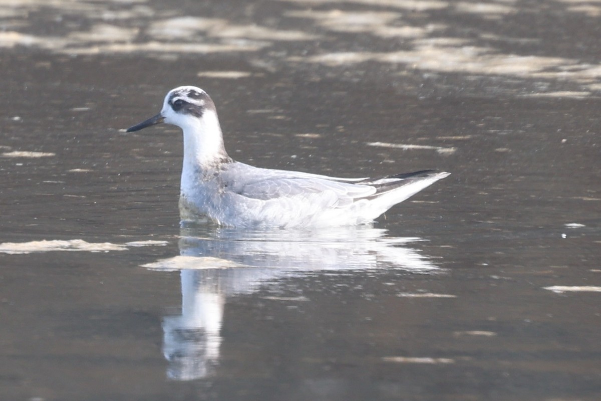 Thorshühnchen - ML645163389