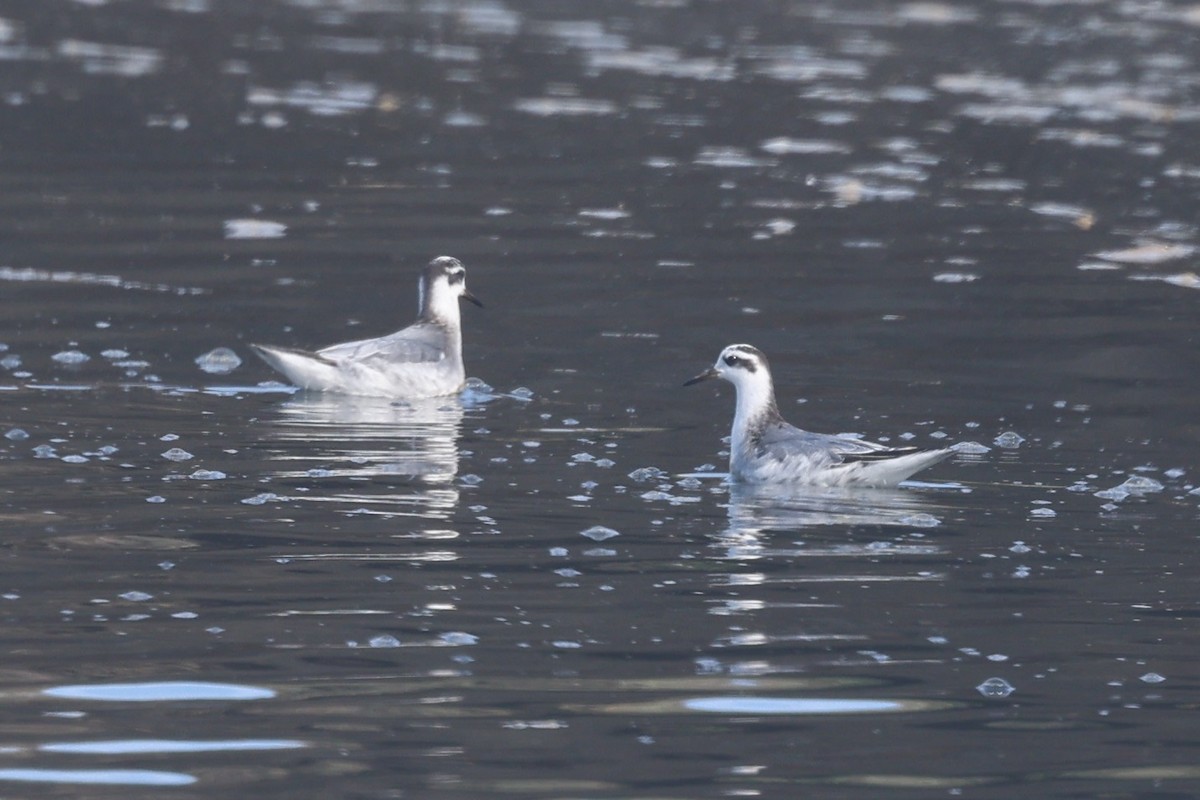 Thorshühnchen - ML645163390