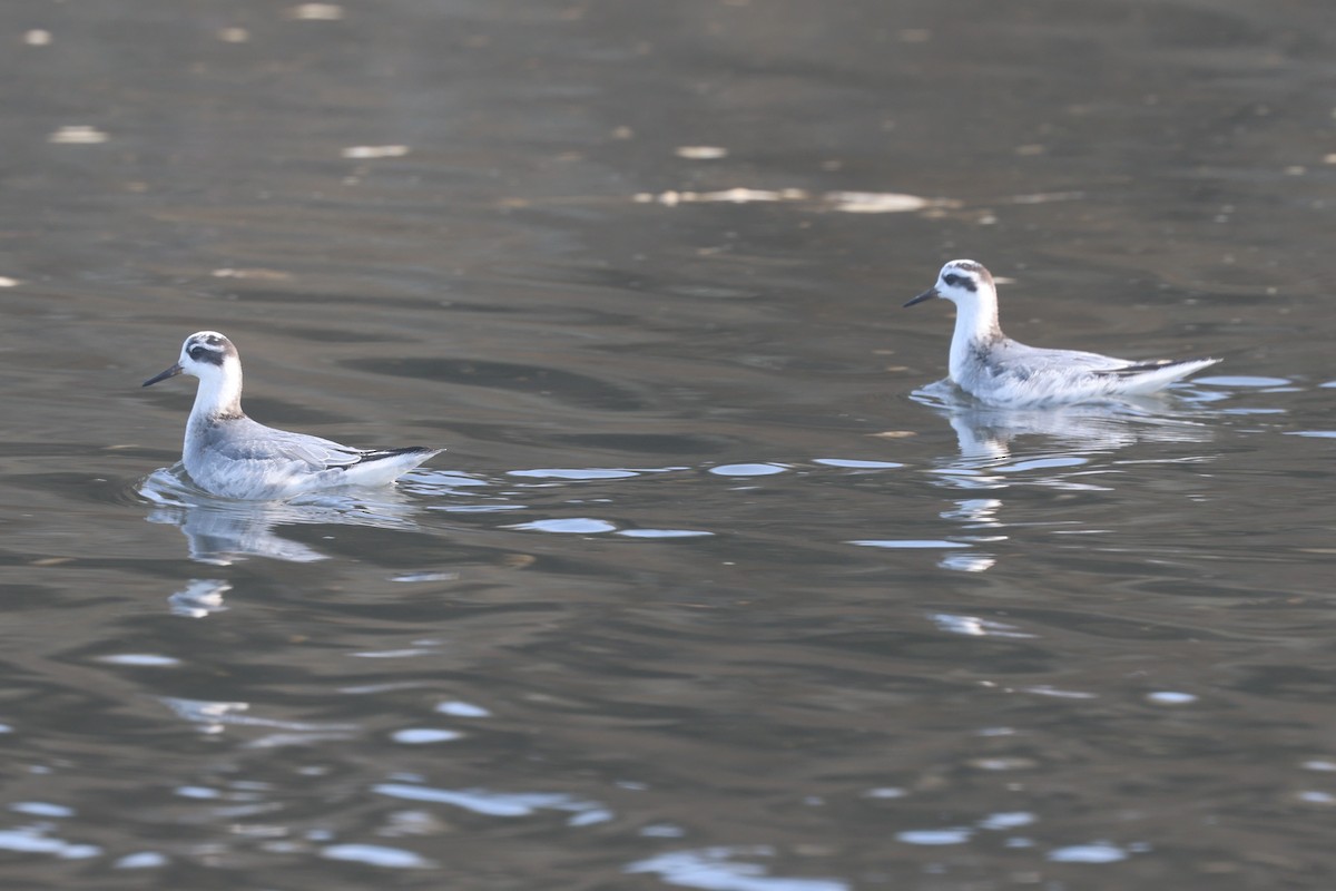 Thorshühnchen - ML645163391