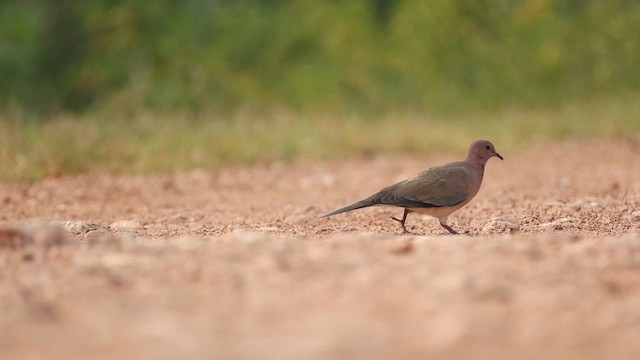 Laughing Dove - ML645163405