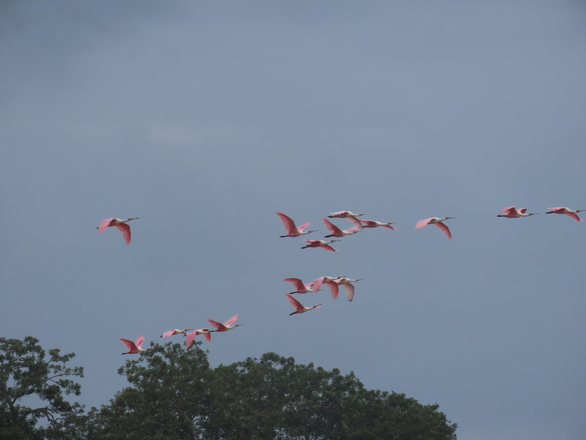 Espátula Rosada - ML645163451