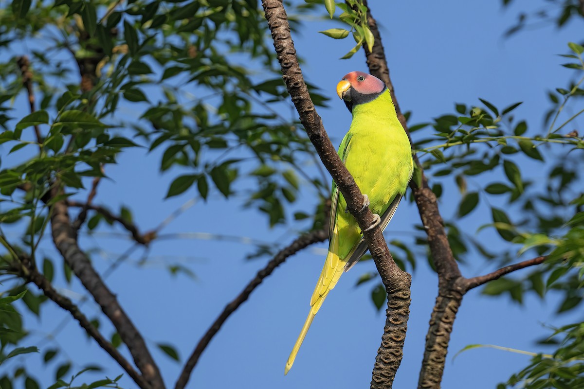 Blossom-headed Parakeet - ML645163455
