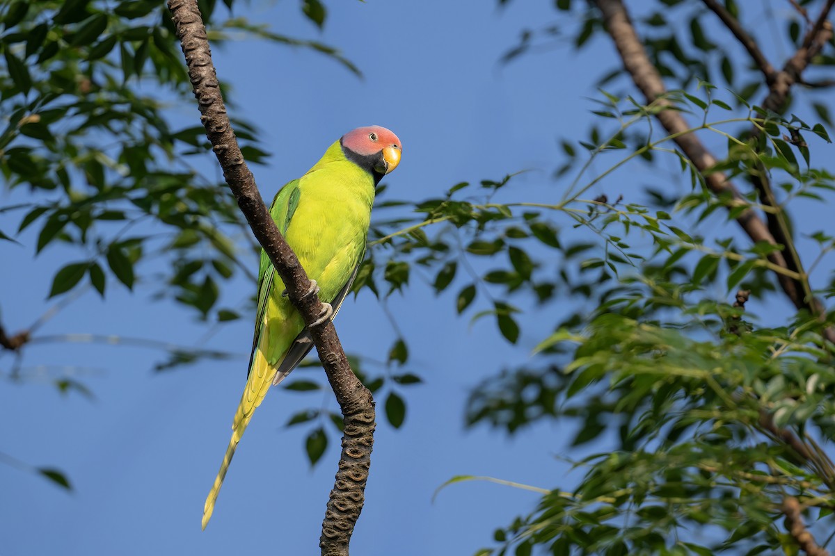 Blossom-headed Parakeet - ML645163456