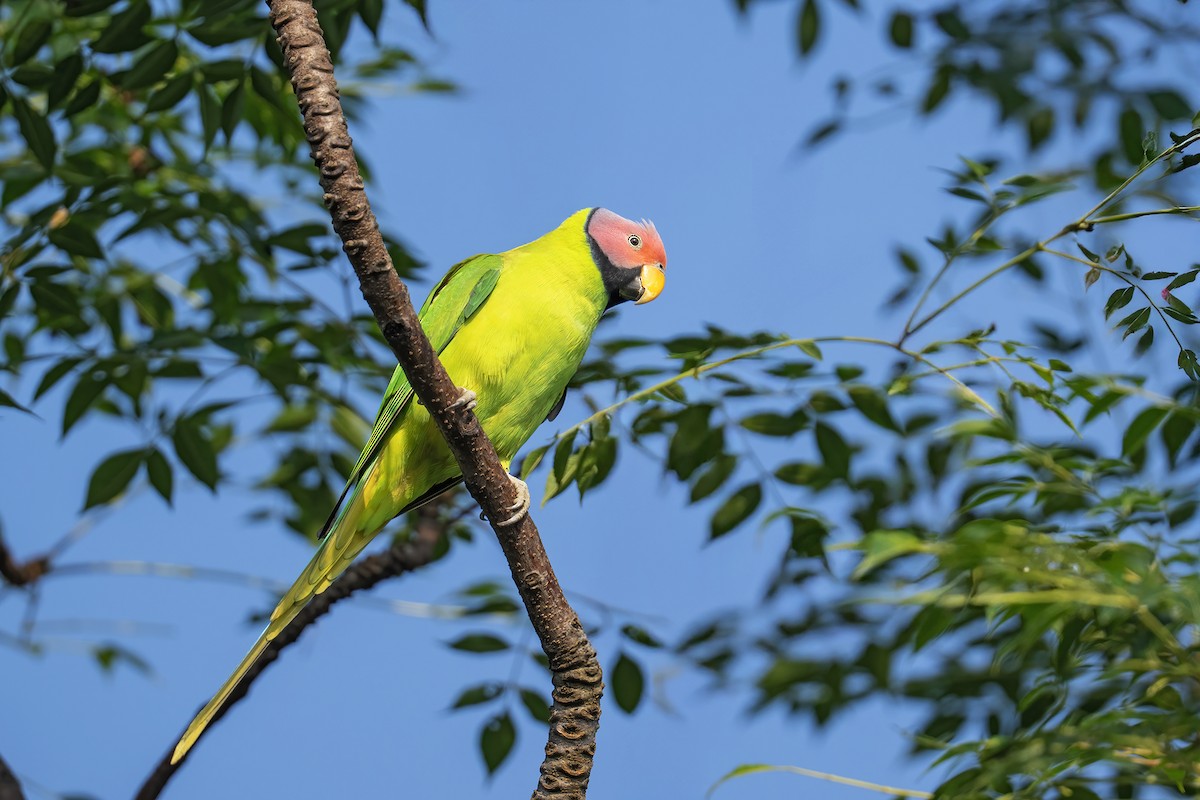 Blossom-headed Parakeet - ML645163457