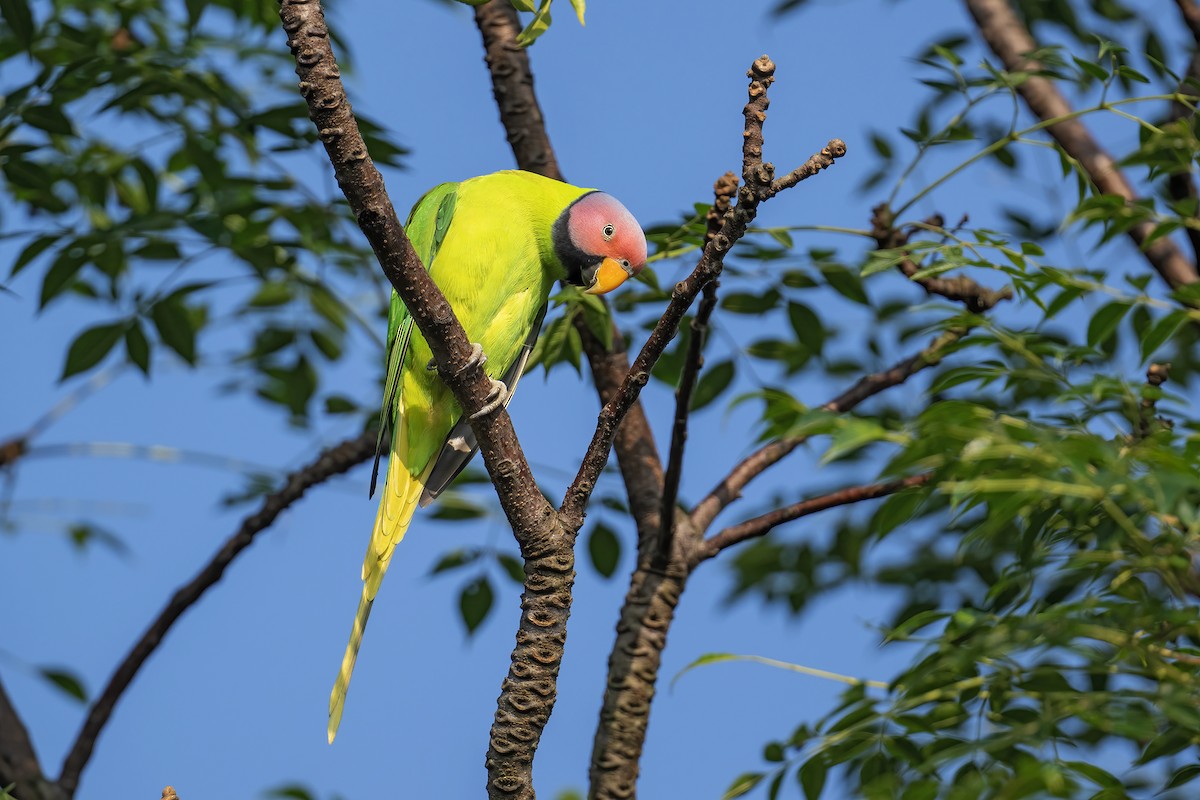 Blossom-headed Parakeet - ML645163458