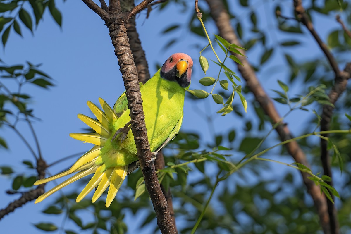 Blossom-headed Parakeet - ML645163459