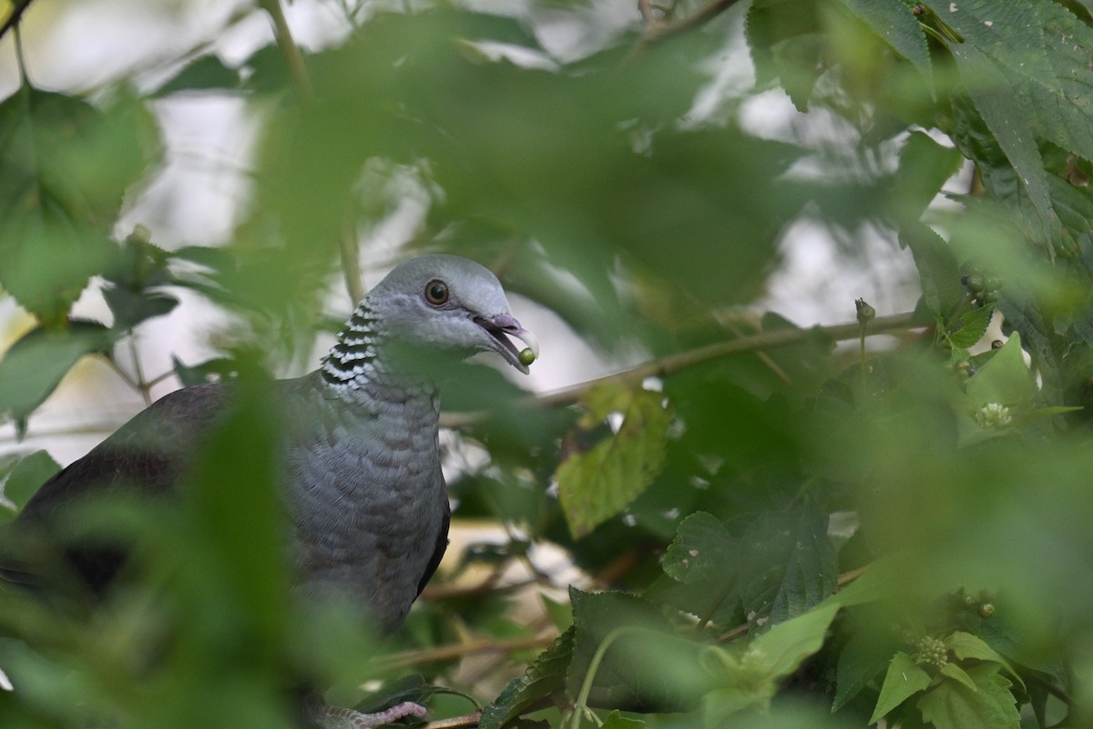 Nilgiri Wood-Pigeon - ML645163474