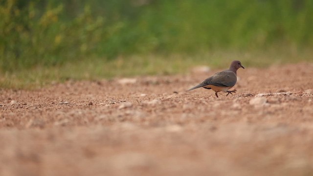 Laughing Dove - ML645163498