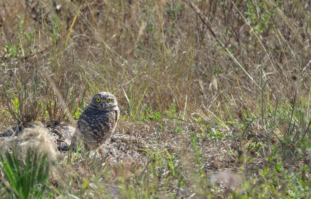 Burrowing Owl - ML645163506