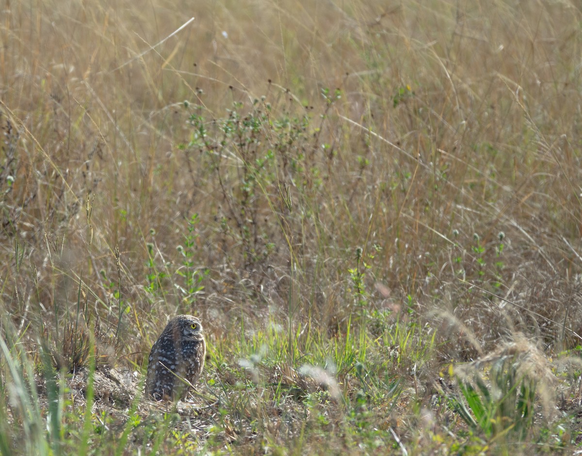 Burrowing Owl - ML645163507