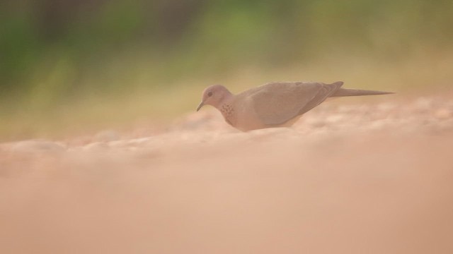 Laughing Dove - ML645163509
