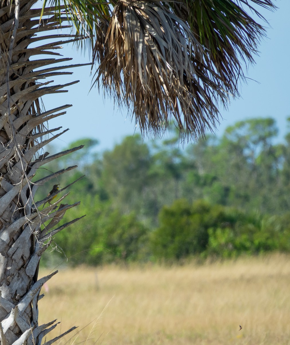 Eastern Meadowlark - ML645163514
