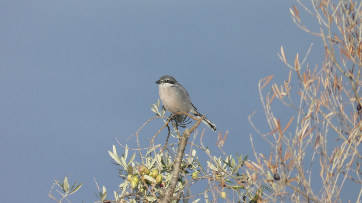 Iberian Gray Shrike - ML645163515