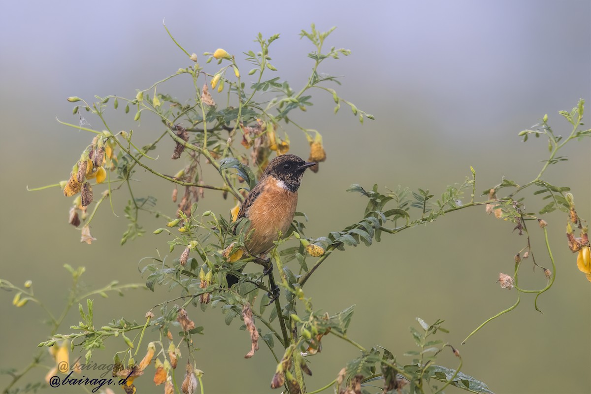 bramborníček sibiřský - ML645163539
