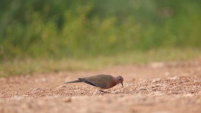 Laughing Dove - ML645163558