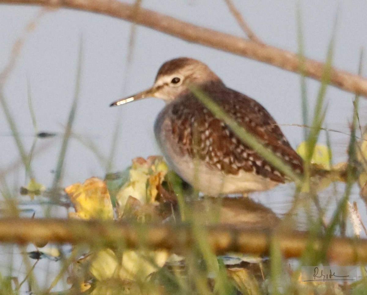 vodouš bahenní - ML645163564