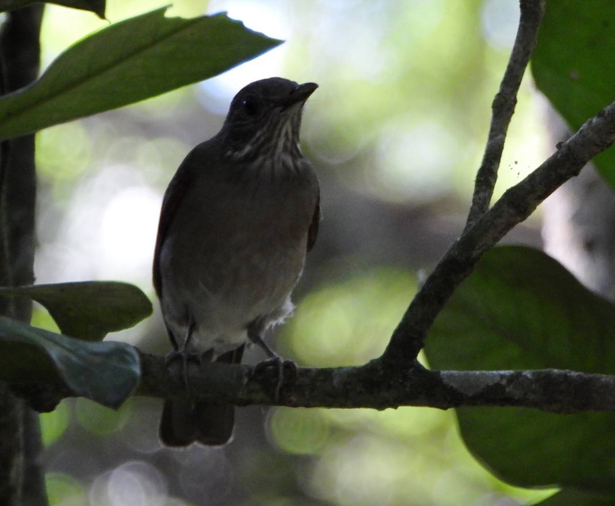 Pale-breasted Thrush - ML645163567