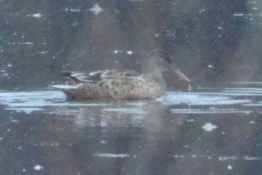 Northern Shoveler - ML645163573