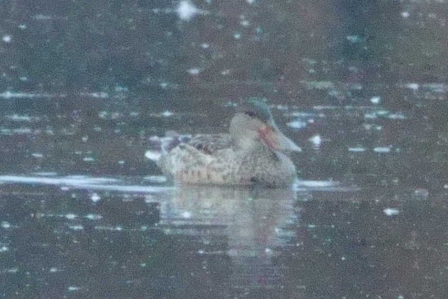 Northern Shoveler - ML645163574