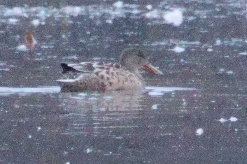 Northern Shoveler - ML645163575