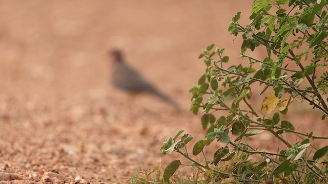 Laughing Dove - ML645163578