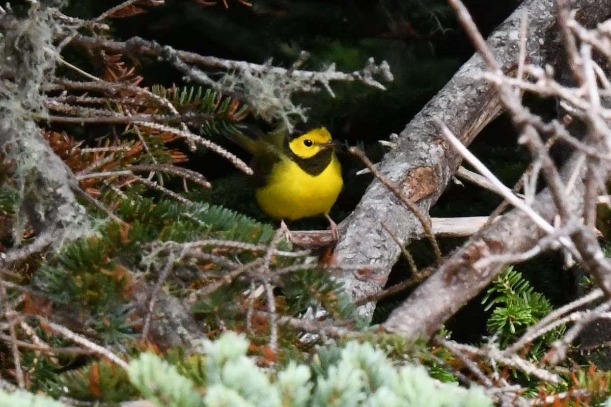 Болотянка чорногорла - ML645163579