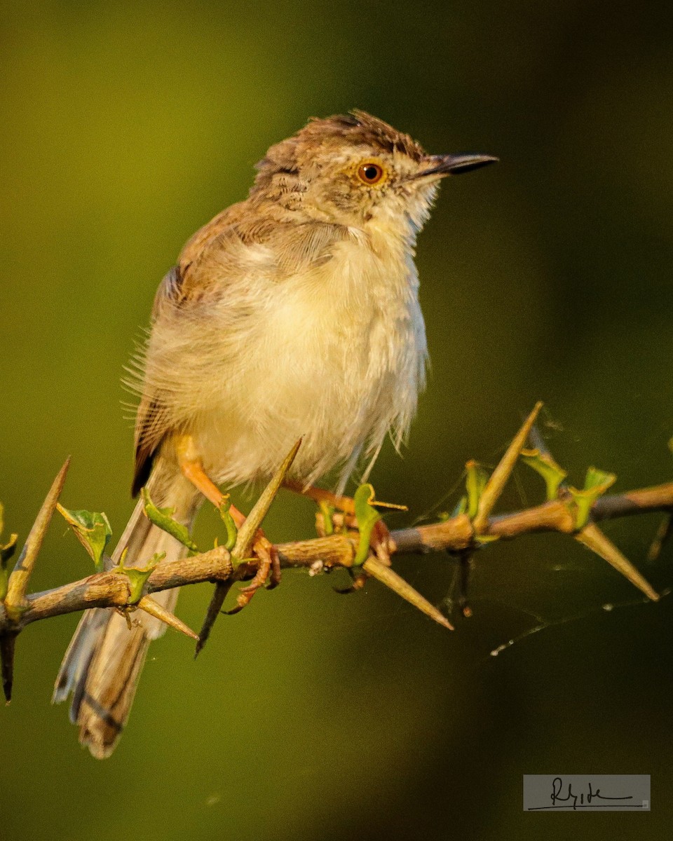 Plain Prinia - ML645163582