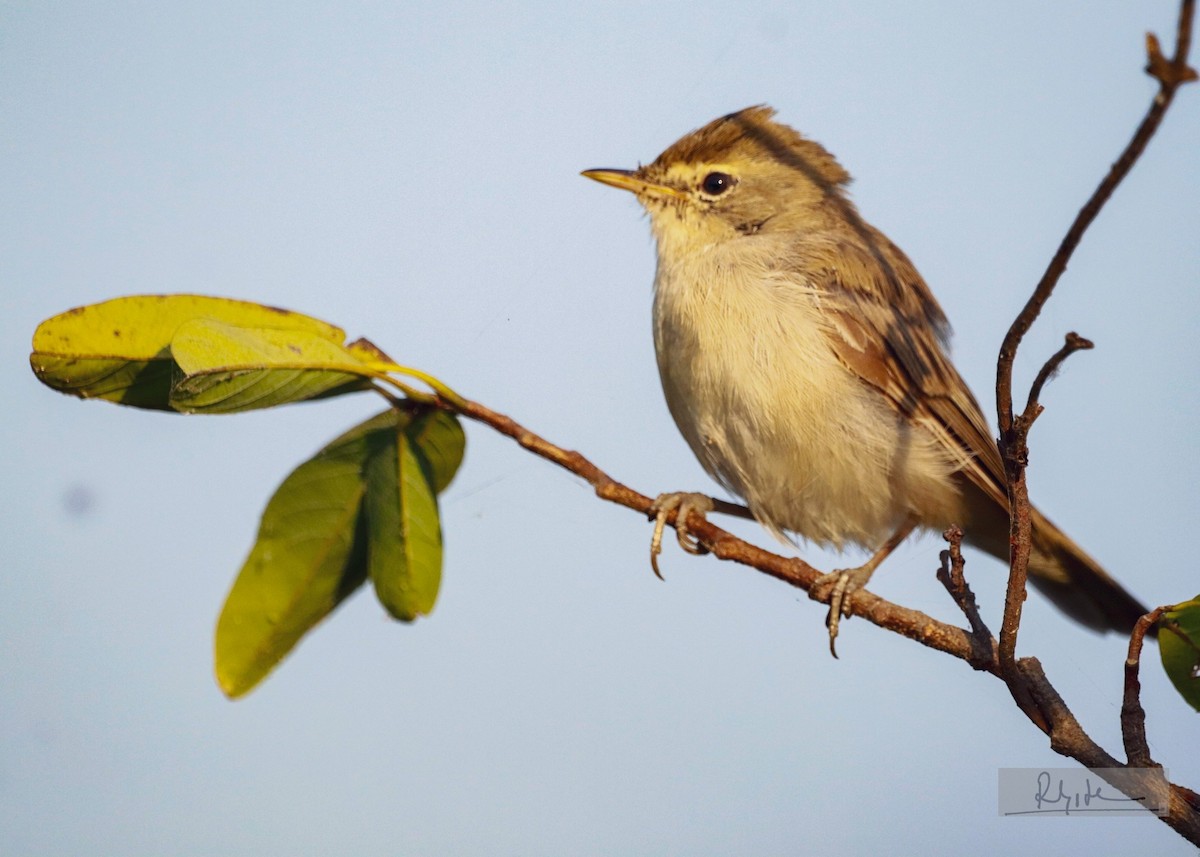 sedmihlásek malý - ML645163583
