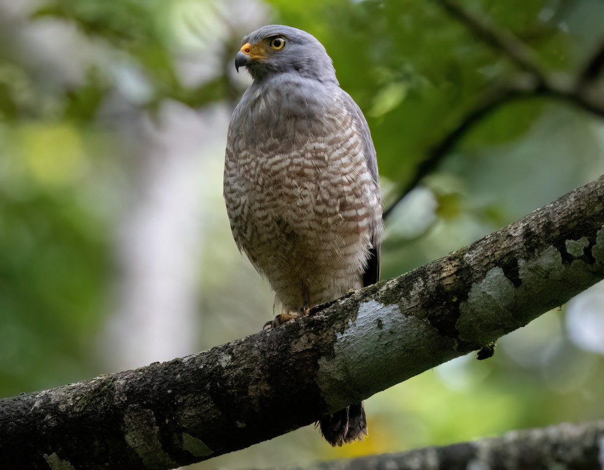 Yol Şahini - ML645163598