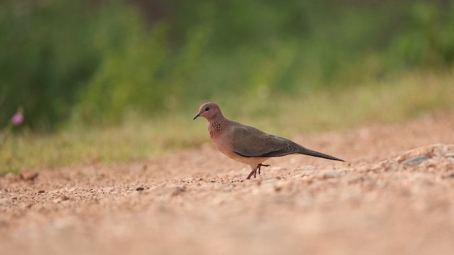 Laughing Dove - ML645163599