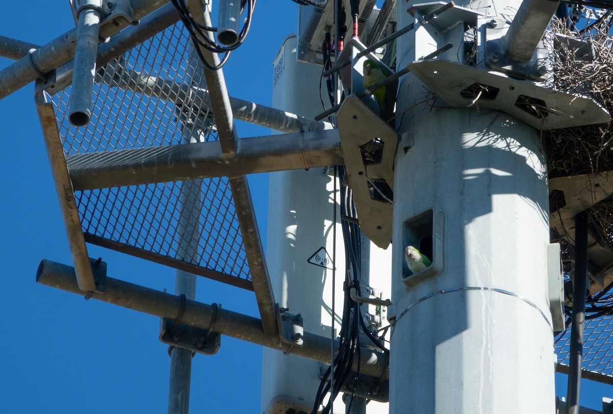 Калита сіроволий - ML645163602